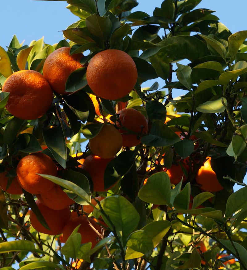 Oranges